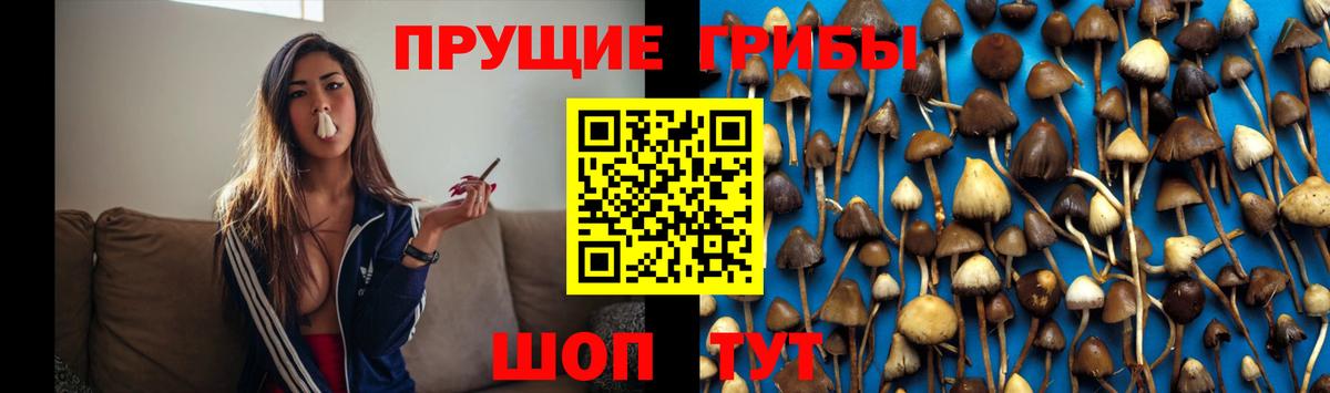 Ижевск  Псилоцибиновые грибы GOLDEN TEACHER  Вход с VPN 